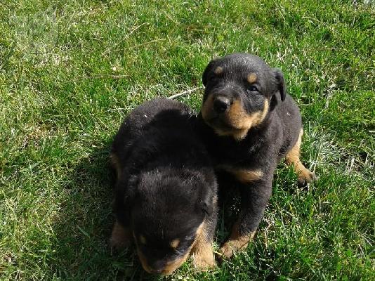 Kαλή τιμή!!!.Πουλάω όμορφα κουτάβια ράτσα ROTTWEILER- Ροτβαιλερ -250 euro...